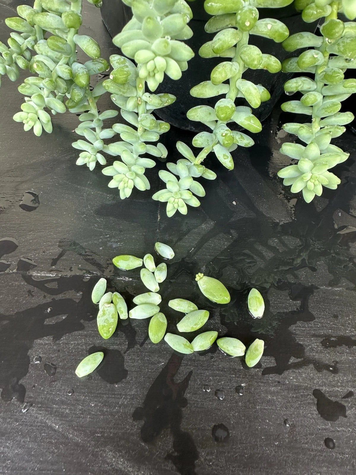Donkey Tail Succulent Sedum Morganiaum Cactus Plant Garden Cacti heirloom non-gmo seeds