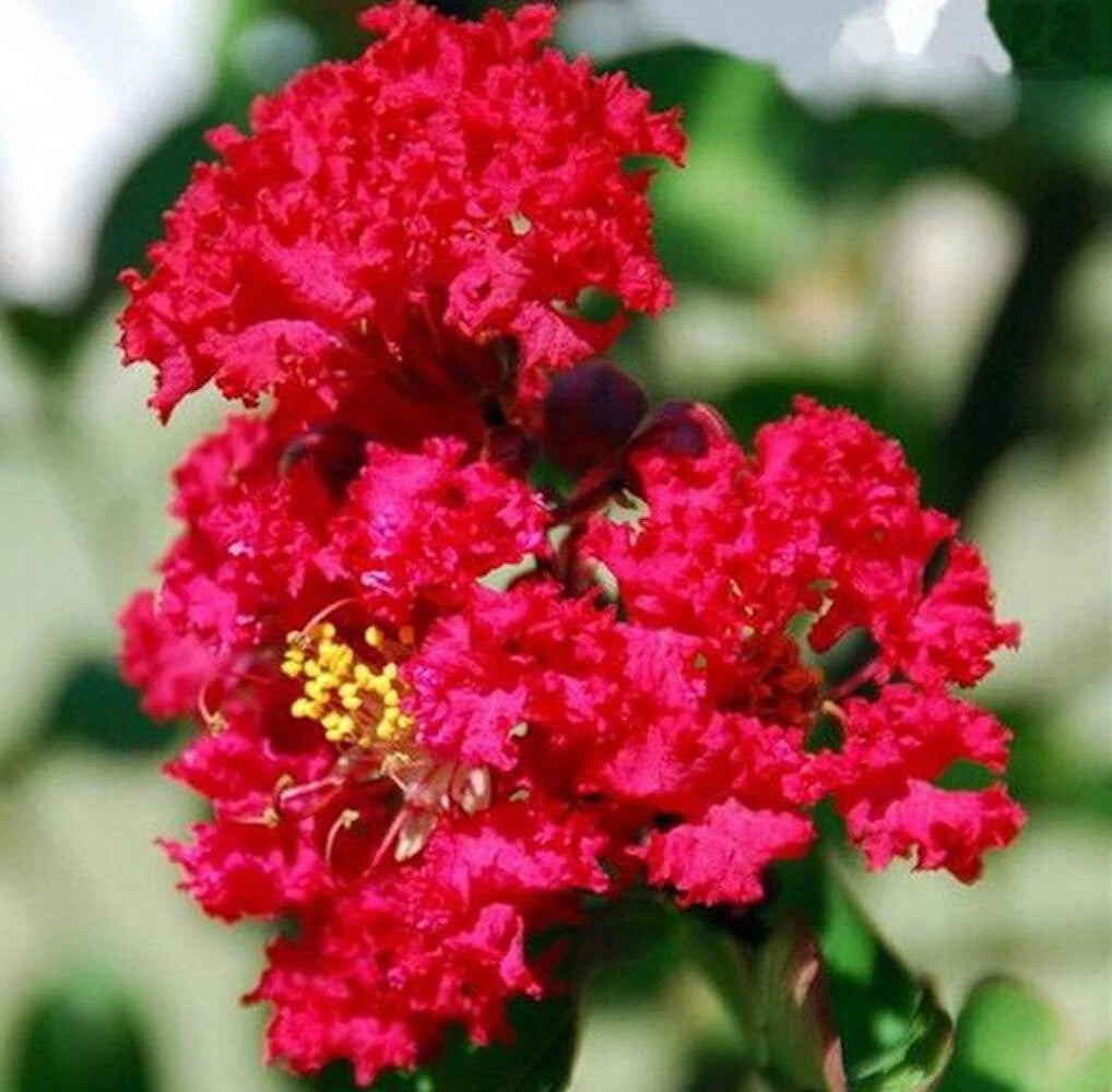 for Cherry Red CRAPE MYRTLE rare flower exotic tree plant Seller heirloom non-gmo seeds