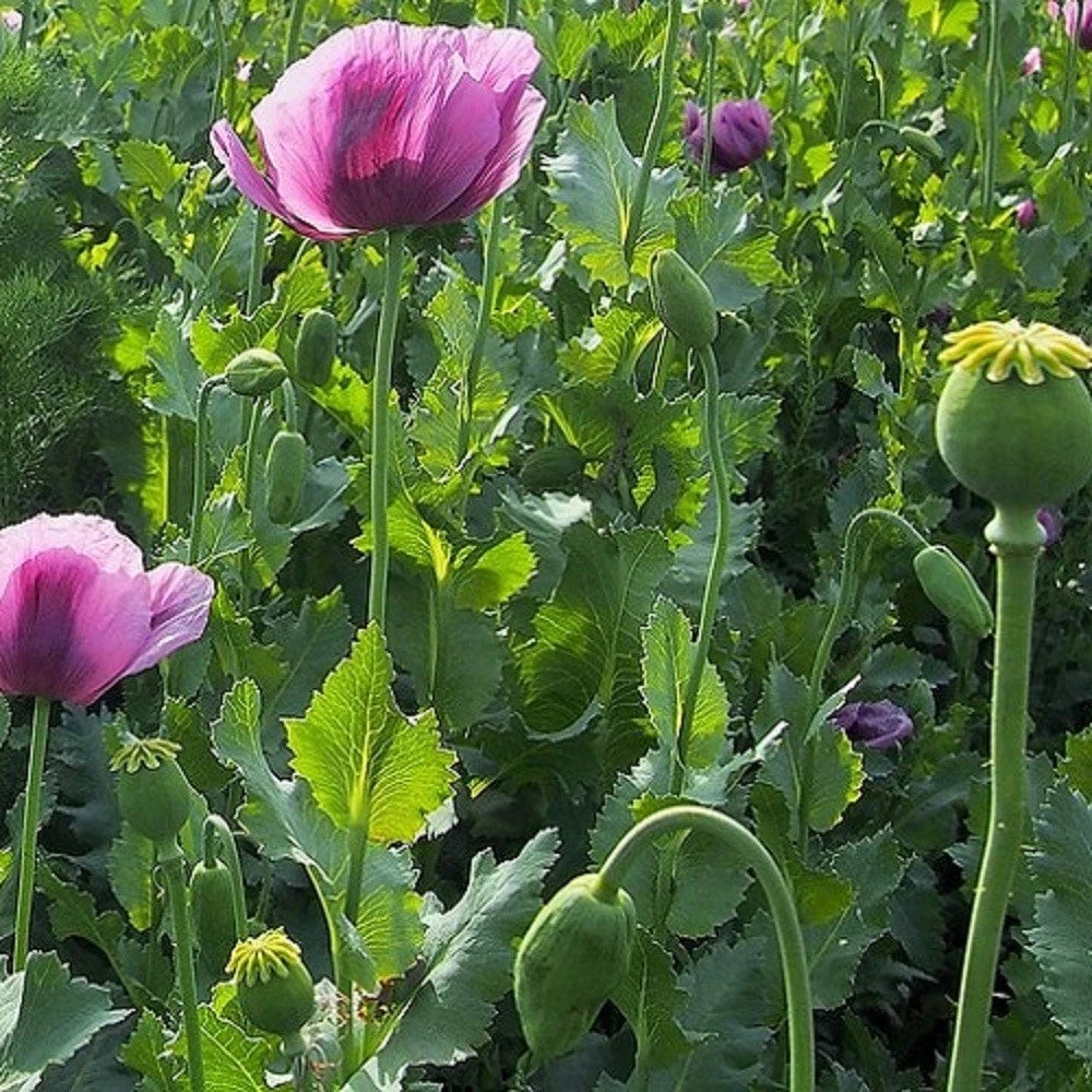 Hungarian Papavaer Somniferum Poppy Seeds For Planting Giant Flowers Pods Papaver sp. heirloom non-gmo seeds