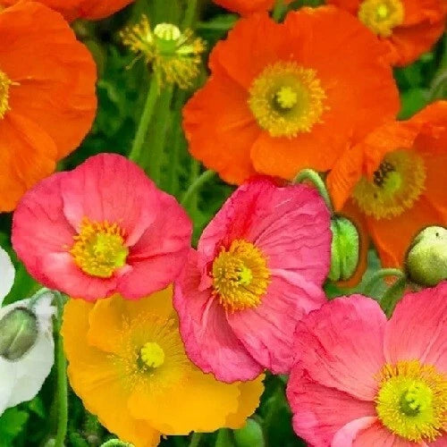 STRATIFIED Perennial Mixed Color Iceland Poppy Seeds – Heirloom, Non-GMO, High Germination Organic Garden Seeds