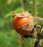 Litchi Tomato Seeds Solanum Sisymbriifolium Vila-Vila Florida Garden heirloom non-gmo seeds