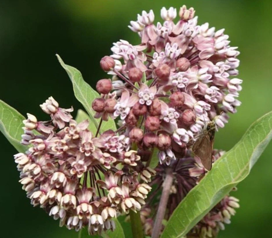 Common Milkweed Seeds Attracts Monarch Butterflies Native Wildflower Various Wildflower Species heirloom non-gmo seeds