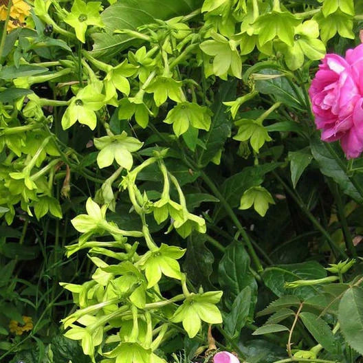 Tobacco LIME GREEN Flower Seeds Nicotiana Pure Seed Part Shade Seeds heirloom non-GMO seeds