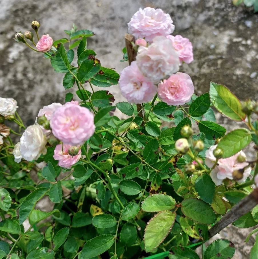 Dongmei Rose Seeds - Seeds - Rose Flower Gardening – Heirloom, Non-GMO, High Germination Organic Garden Seeds