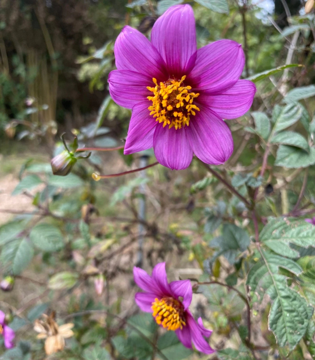 Dahlia pteropoda RARE Seeds – Heirloom, Non-GMO, High Germination Organic Garden Seeds