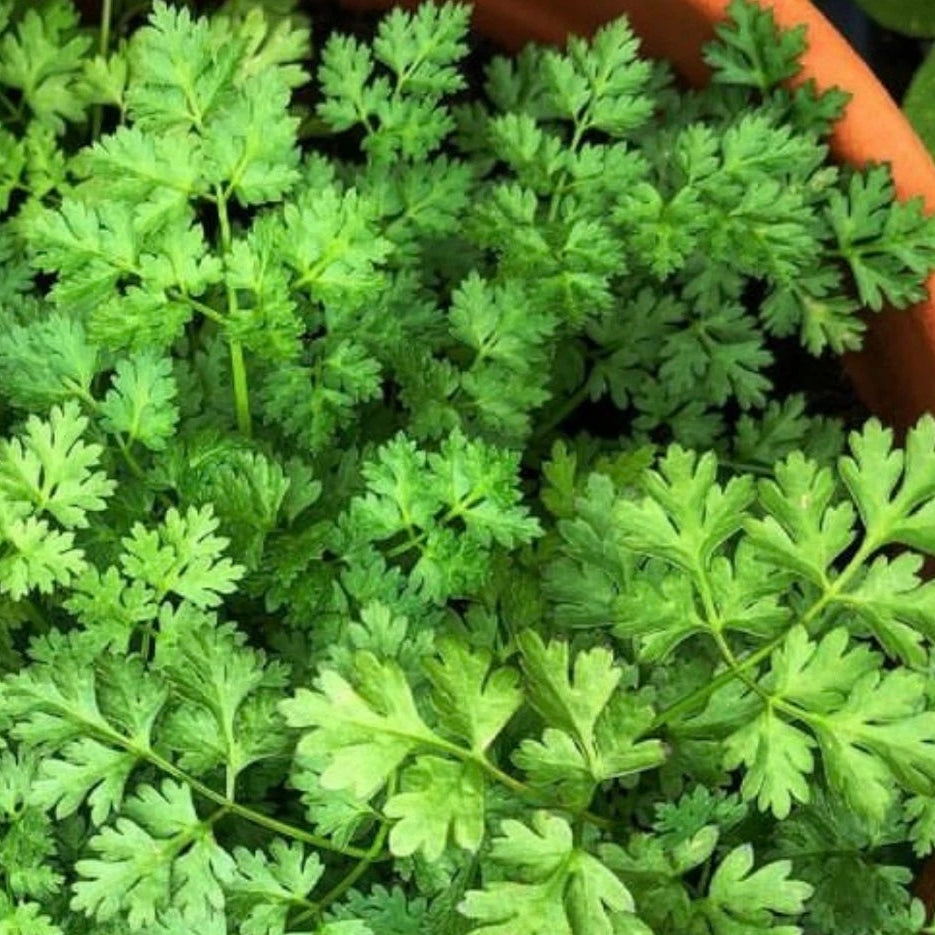 Curled Chervil Seeds Herb Gardening Seed – Heirloom, Non-GMO, High Germination Organic Garden Seeds