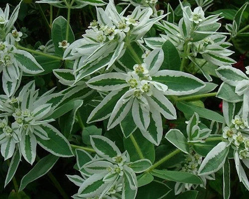 SNOW ON THE MOUNTAIN EUPHORBIA RABBIT & DEER RESISTANT FLOWER SEEDS – Heirloom, Non-GMO, High Germination Organic Garden Seeds