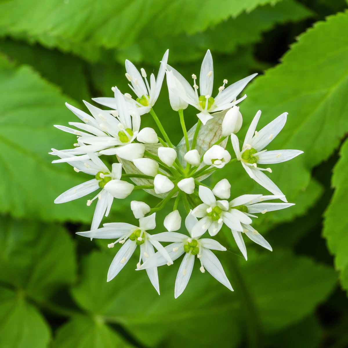 WILD GARLIC Seeds Allium ursinum shipping Garden seeds heirloom non-gmo seeds