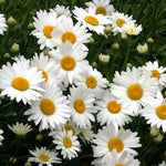 SHASTA DAISY SEEDS - - Chrysanthemum Perennial ------ CUT FLOWERS Bellis perennis heirloom non-gmo seeds
