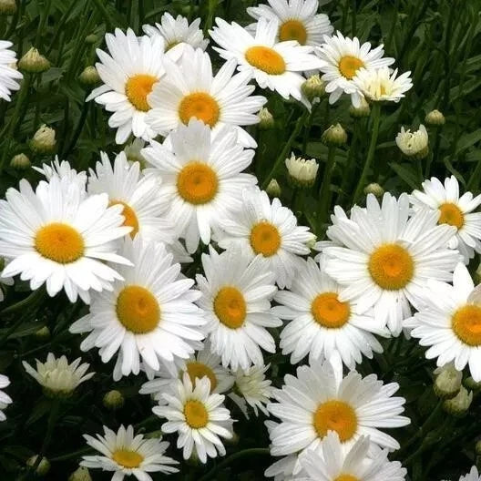 SHASTA DAISY SEEDS - - Chrysanthemum Perennial ------ CUT FLOWERS Bellis perennis heirloom non-gmo seeds
