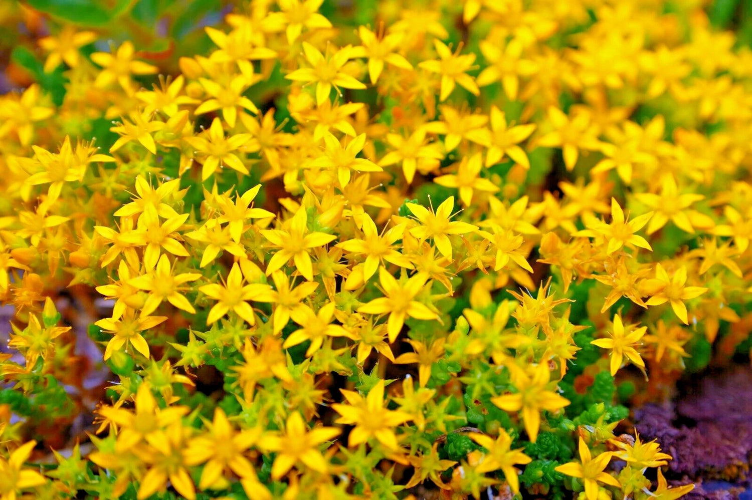 ST JOHNS WART HERB SEEDS HYPERICUM PERFORATUM EZ TO GROW BULK SEEDS – Heirloom, Non-GMO, High Germination Organic Garden Seeds