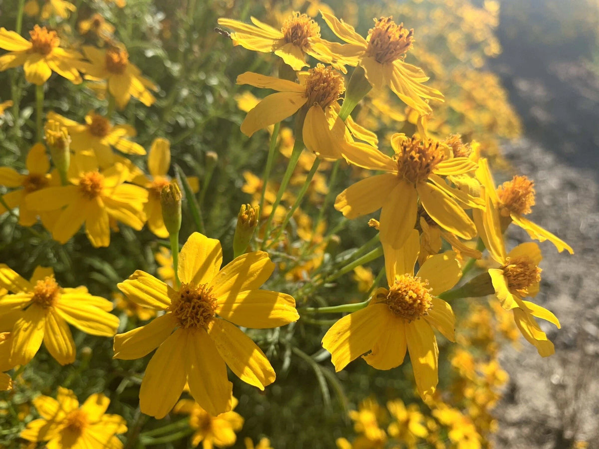 Daisy Merigold Mexican Marigold Lemmon s Marigold Copper Canyon Daisy - seeds – Bellis ...