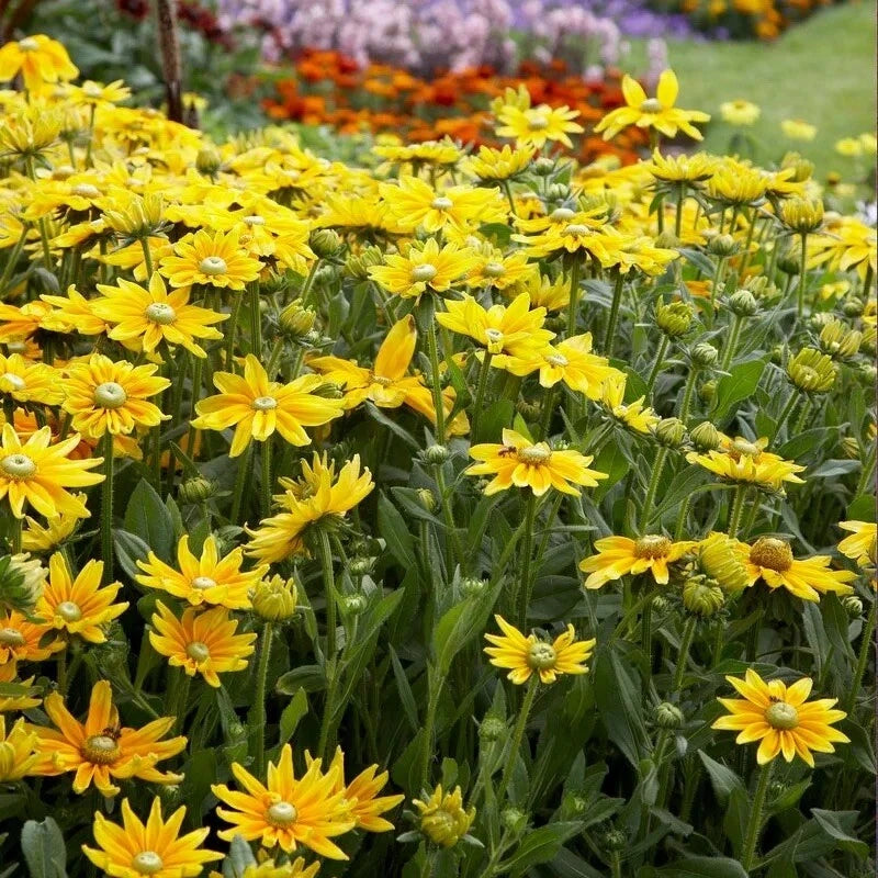 Rudbeckia Hirta Seeds - Green Eyes Wildflower Attracts Pollinators - T – Heirloom, Non-GMO, High Germination Organic Garden Seeds