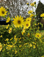 Lemon Queen Sunflower Lemon Yellow Variety Sizes Sold SHIPPING Helianthus annuus heirloom non-gmo seeds