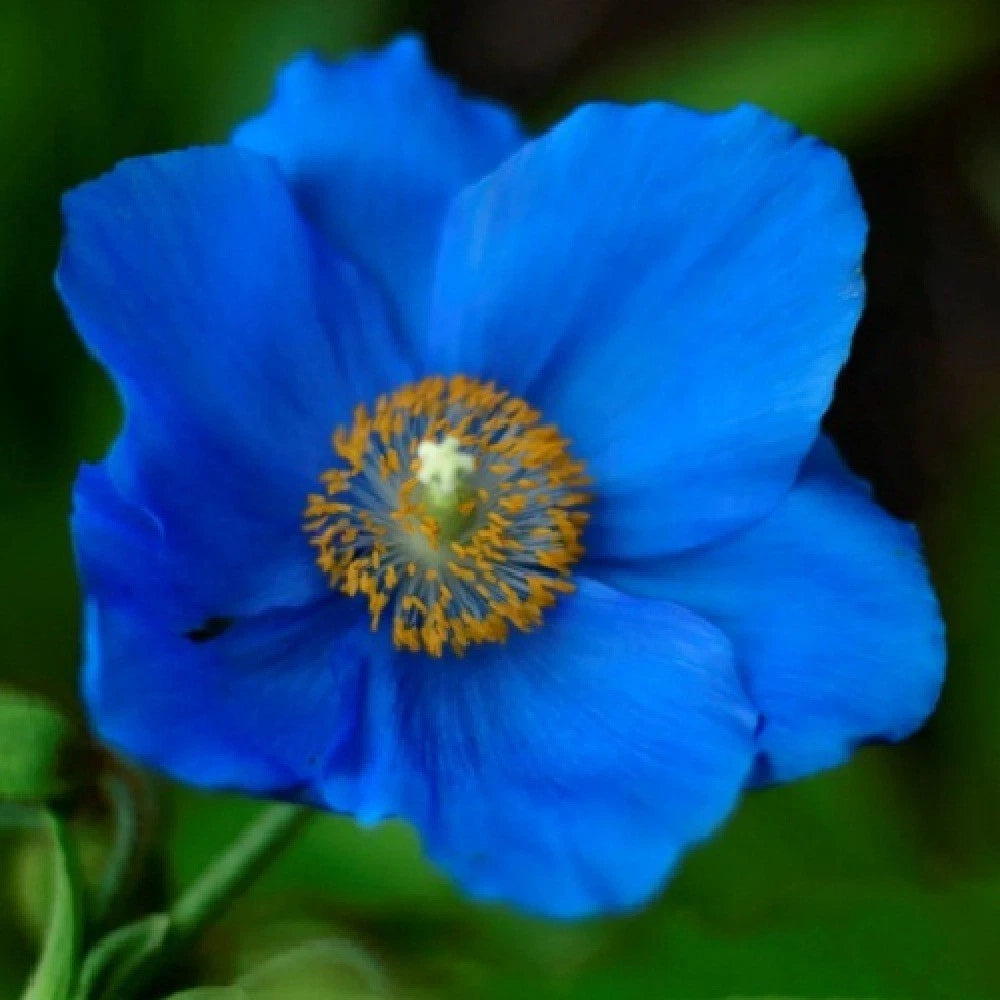 Blue Himalayan Meconopsis Poppy Seeds For Planting Huge Flowers Papaver sp. heirloom non-gmo seeds