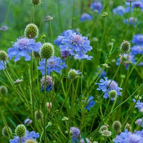 SCABIOSA BLUE PINCUSHION SEEDS for same day shipping – Heirloom, Non-GMO