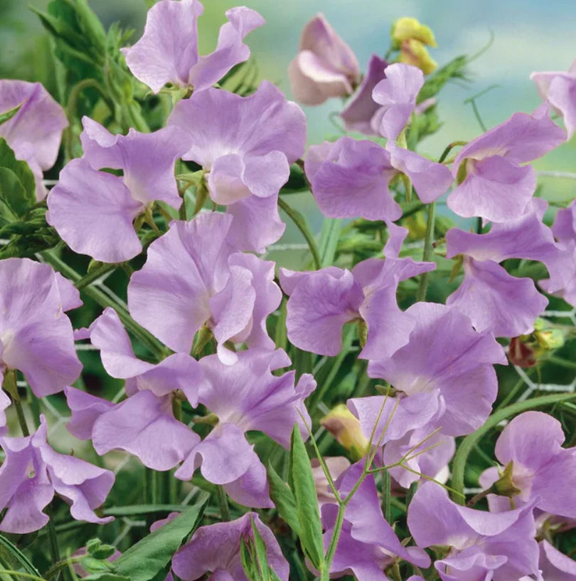 Sweet Pea ROYAL LAVENDER Fragrant Climbing Vine Purple Flowers Seeds heirloom non-GMO seeds