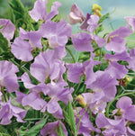 Sweet Pea ROYAL LAVENDER Fragrant Climbing Vine Purple Flowers Seeds heirloom non-GMO seeds