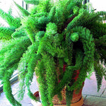 ASPARAGUS FOXTAIL FERN Seeds Myers Houseplant Tropical Flower Garden RARE heirloom non-gmo seeds