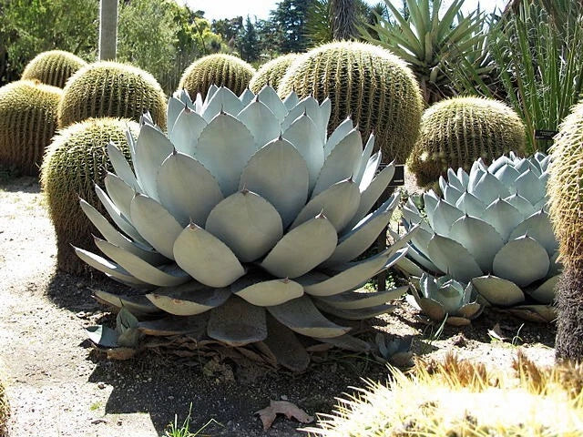 Agave parryi Parry s Agave Seeds heirloom non-gmo seeds
