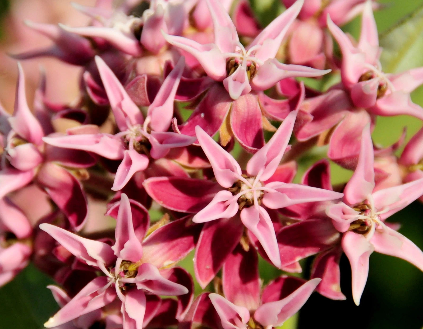 ASCLEPIAS SPECIOSA Seeds Showy Milkweed shipping – Heirloom, Non-GMO