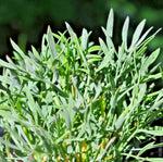 CRITHMUM MARITIMUM Seeds Rock Samphire Annual Vegetable Edible Plant heirloom non-gmo seeds