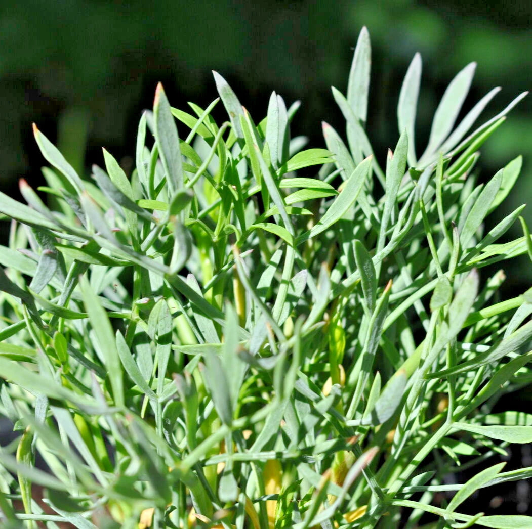 CRITHMUM MARITIMUM Seeds Rock Samphire Annual Vegetable Edible Plant heirloom non-gmo seeds