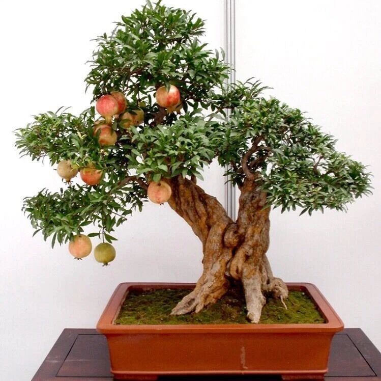 Seller bonsai pomegranate seeds very sweet fruit heirloom non-gmo seeds