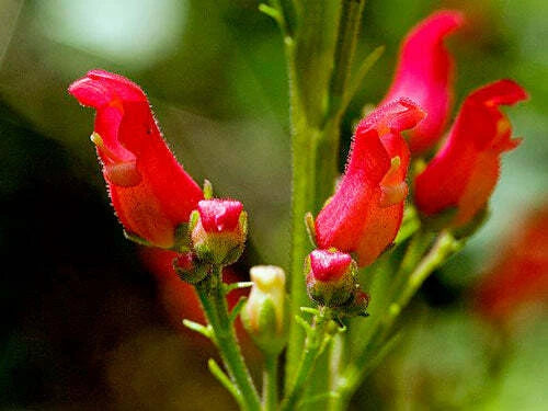 Scrophularia macrantha Redbirds in a Tree Seeds heirloom non-gmo seeds