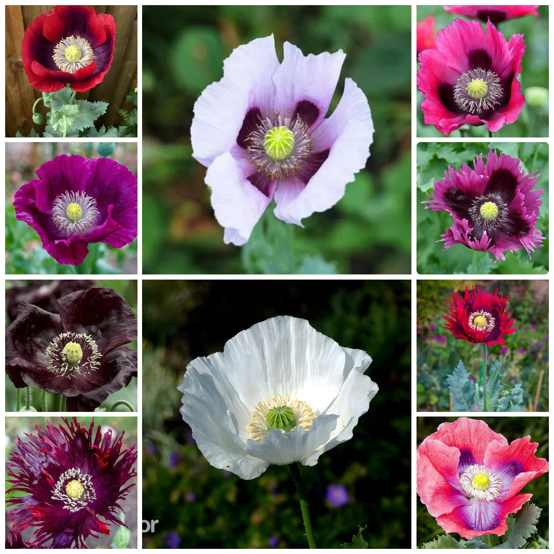 - Ultimate Mixed Poppy Seed - P Somniferum - Beautiful Varieties Papaver sp. heirloom non-gmo seeds
