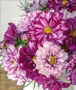 Cosmos Double Click Bi-Color Violet seeds – Heirloom, Non-GMO