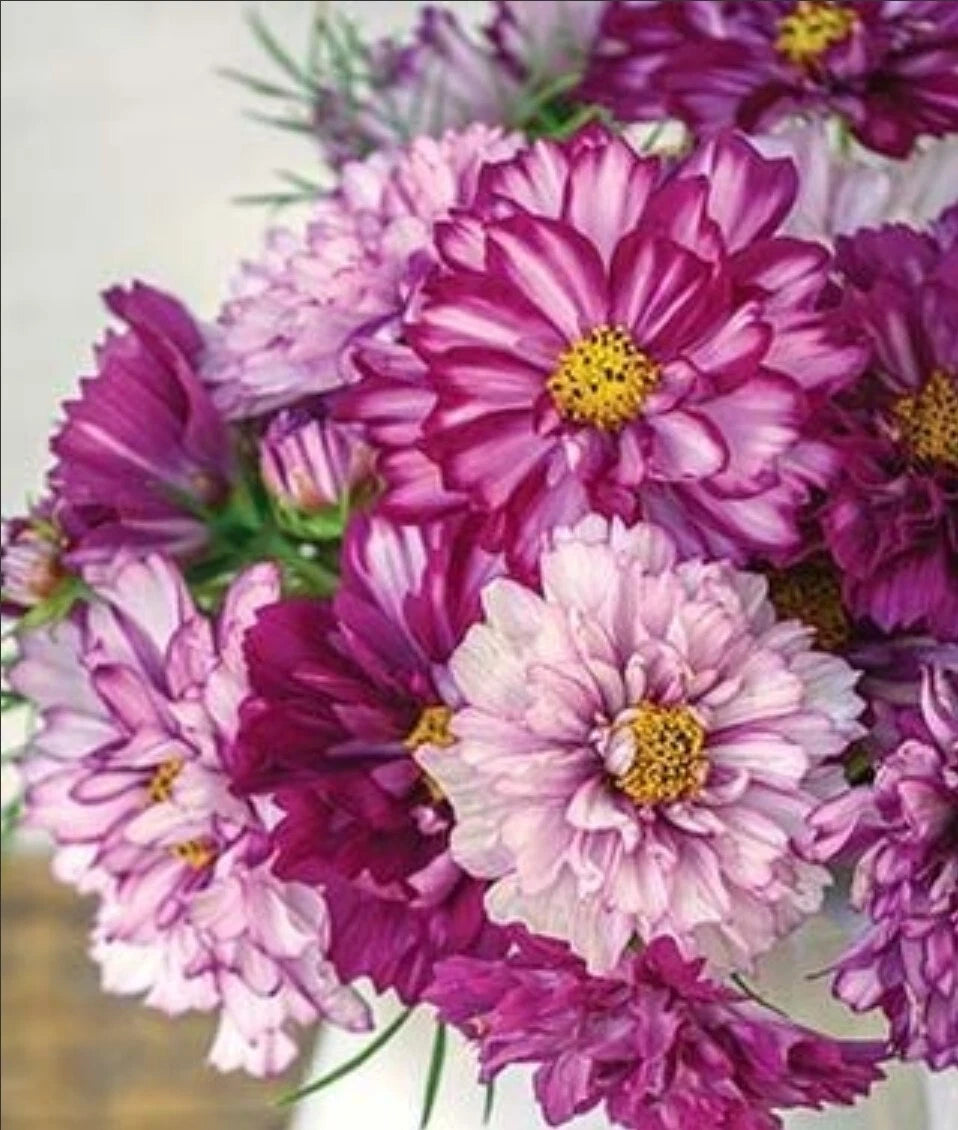 Cosmos Double Click Bi-Color Violet seeds – Heirloom, Non-GMO