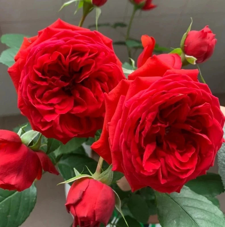 Red Apple Rose Seeds - Seeds - Rose Flower Gardening heirloom non-GMO seeds