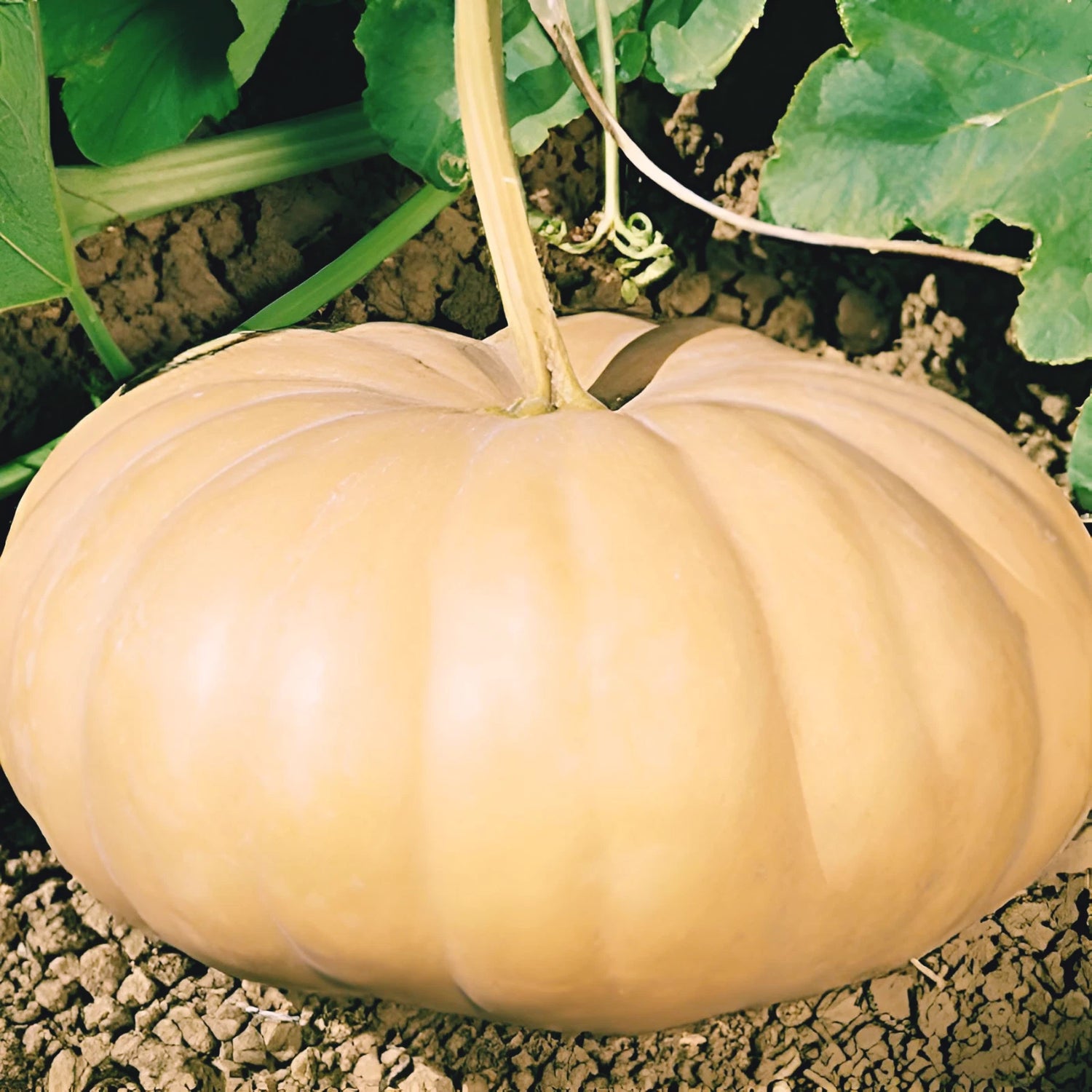 LongIsland cheese Squash pumpkin Seeds heirloom non-GMO seeds