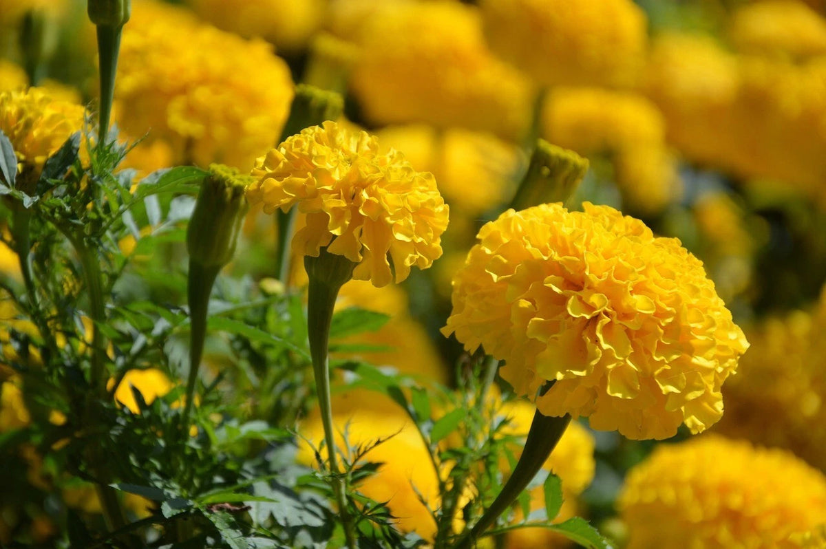 Crackerjack African Marigold Seeds - - Tagetes Erecta - Shipping – Heirloom, Non-GMO, High Germination Organic Garden Seeds