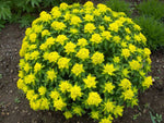 Cushion Spurge Euphorbia polychroma Perennial Seeds heirloom non-gmo seeds