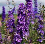 Rocket Larkspur Delphinium LILAC Cut Flowers Pollinators Bees Seeds heirloom non-gmo seeds