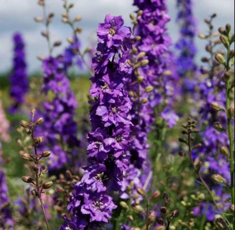 Rocket Larkspur Delphinium LILAC Cut Flowers Pollinators Bees Seeds heirloom non-gmo seeds