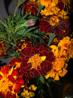 RED and ORANGE FRENCH MARIGOLD MIX SEEDS SHIPPING heirloom non-gmo seeds