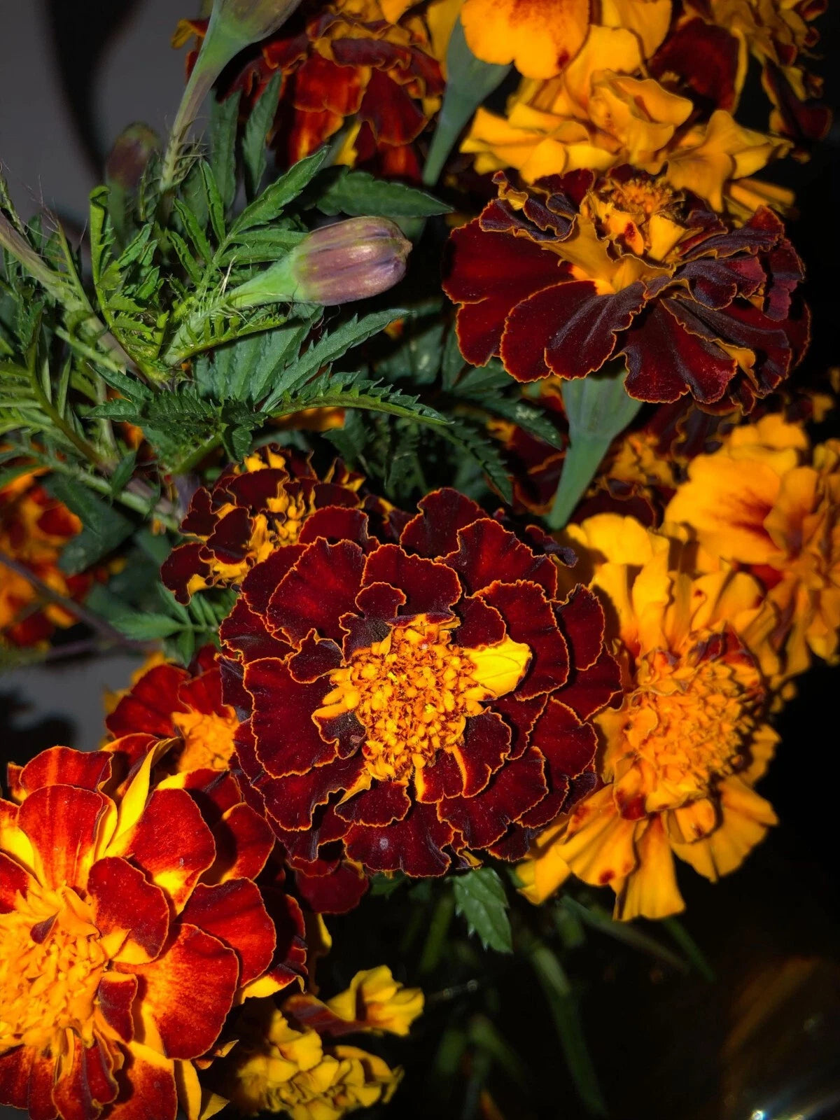 RED and ORANGE FRENCH MARIGOLD MIX SEEDS SHIPPING heirloom non-gmo seeds