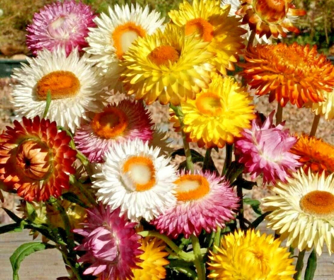 STRAWFLOWER MIX Flower Seeds Wildflower Dried Cut Flowers Garden Container – Various Wildflower Species – Heirloom, Non-GMO