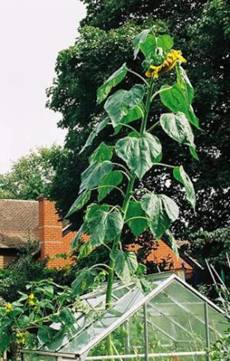 SKYSCRAPER SUNFLOWER SEEDS Helianthus annuus heirloom non-gmo seeds