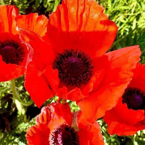 Stratified Scarlet Red Corn Poppy Papaver Flower Seeds Planting – Heirloom, Non-GMO, High Germination Organic Garden Seeds