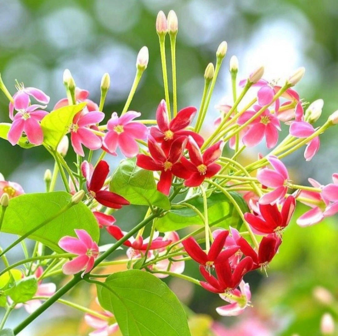 Rangoon creeper Seeds Red Pink Quisqualis Flower Seeds Combretum indicum seed heirloom non-GMO seeds