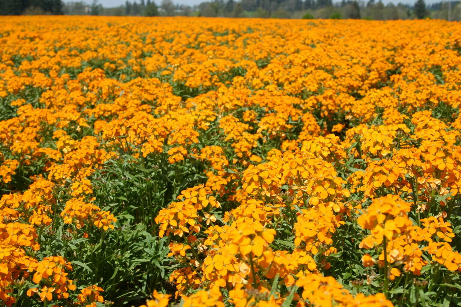 Siberian Wallflower Seeds Erysimum Cheiri Cheiranthus Orange Flower – Heirloom, Non-GMO, High Germination Organic Garden Seeds