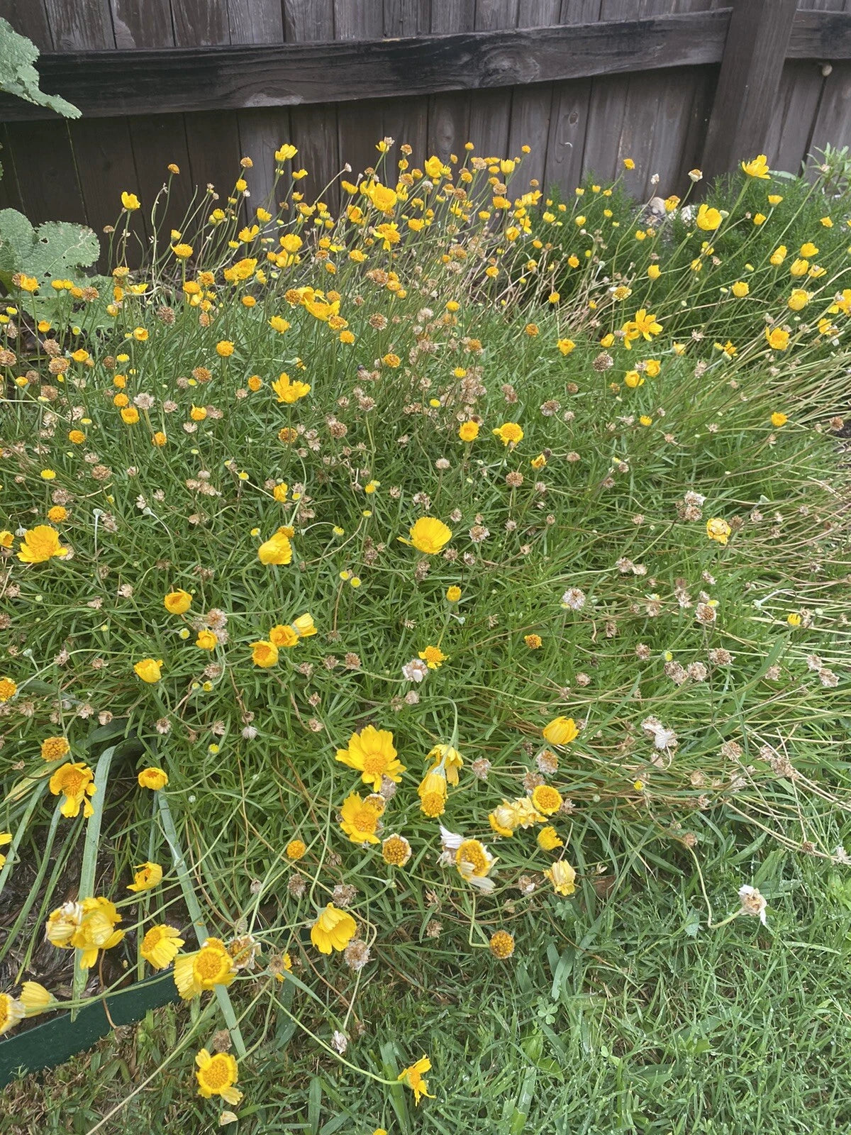 Four Nerve Daisy Seeds Tetraneuris scaposa Aster Family Texas Native Perennial Bellis perennis heirloom non-GMO seeds