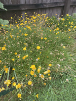 Four Nerve Daisy Seeds Tetraneuris scaposa Aster Family Texas Native Perennial Bellis perennis heirloom non-GMO seeds