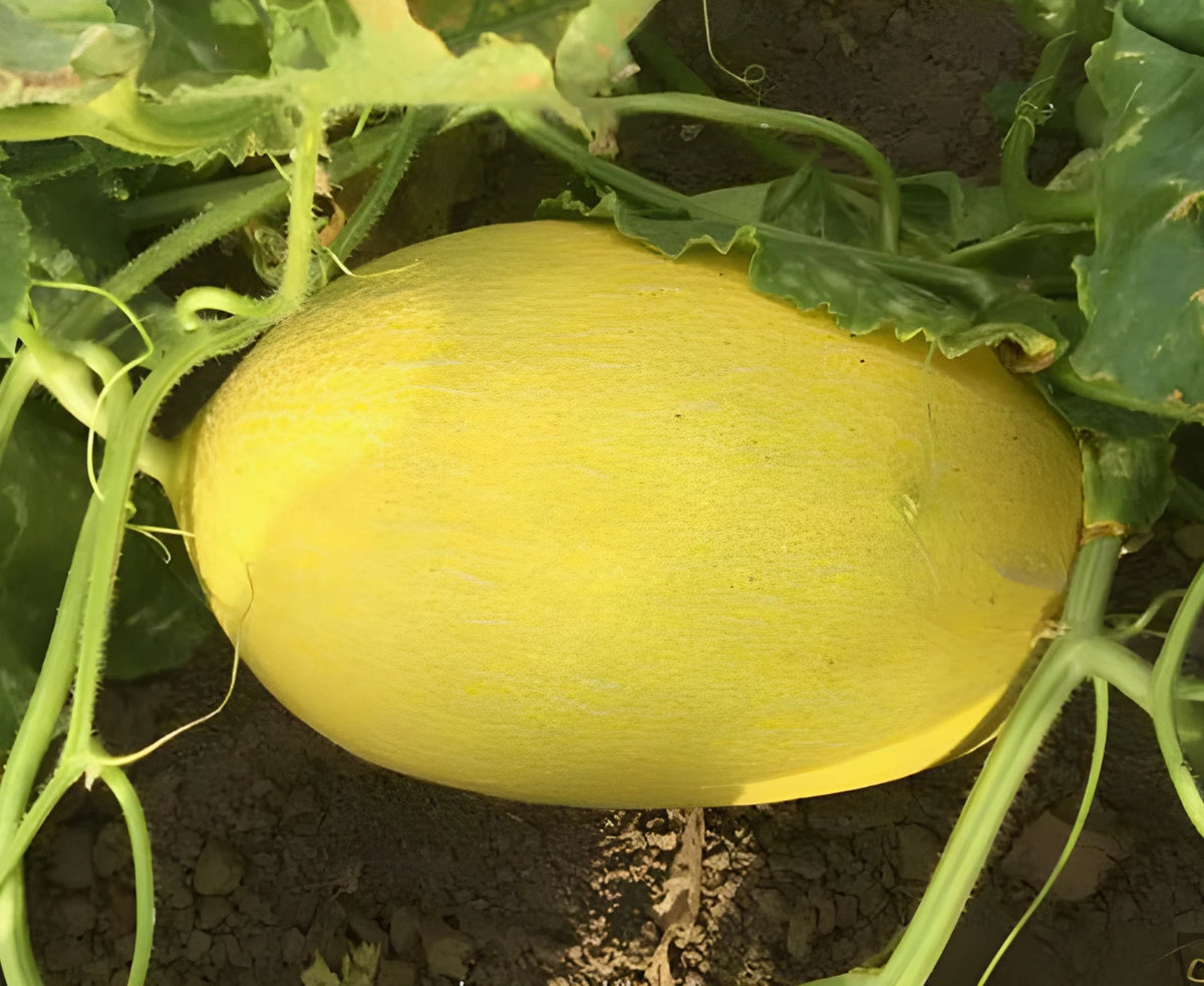 F1 Giant Golden Hami Melon Seeds Pound Extremely Sweet & Uniquely Crunchy – Heirloom, Non-GMO, High Germination Organic Garden Seeds