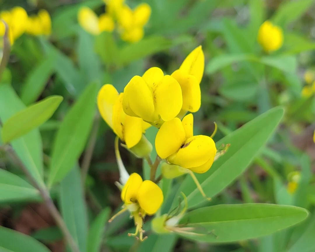 Gopherweed Seeds Baptisia Lanceolata Florida Native Flower Rare Bee ...