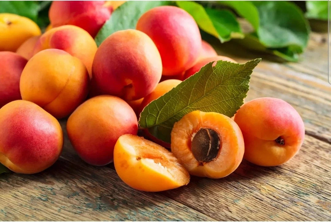 AMERICAN PLUM TREE SEEDS Prunus americana Flower Plant Hardy-Zone heirloom non-GMO seeds